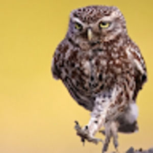 Meet your Posher, Matt